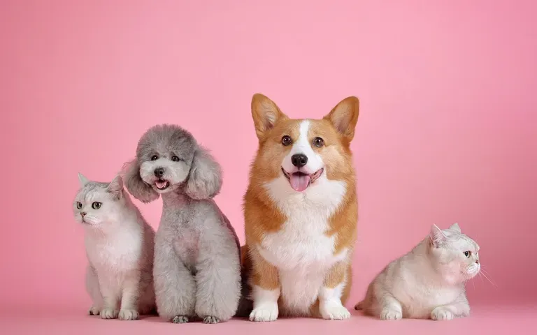 Animalerie