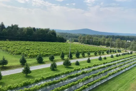 Vignoble à Valcourt